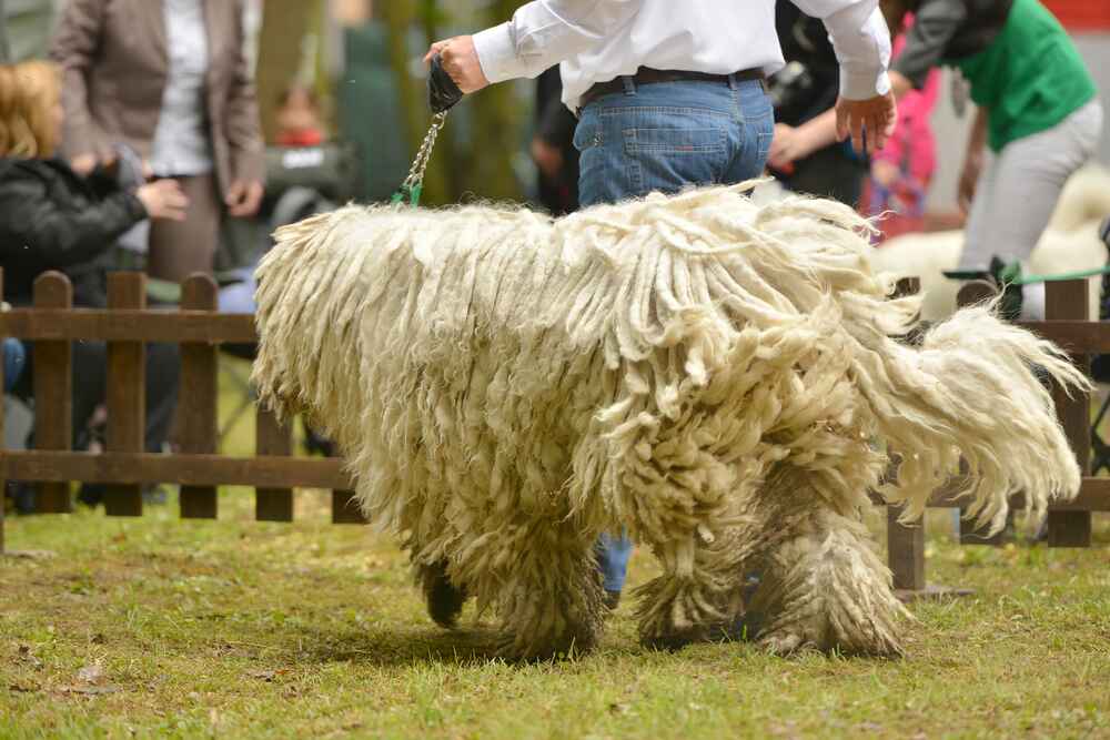 Комондор отличается дружелюбием