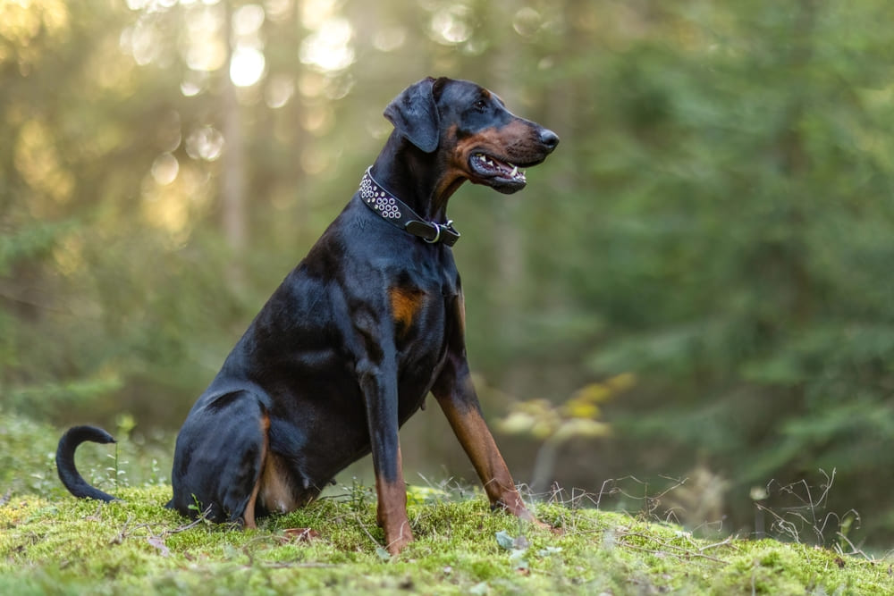Владельцу важно знать, сколько должен весить доберман