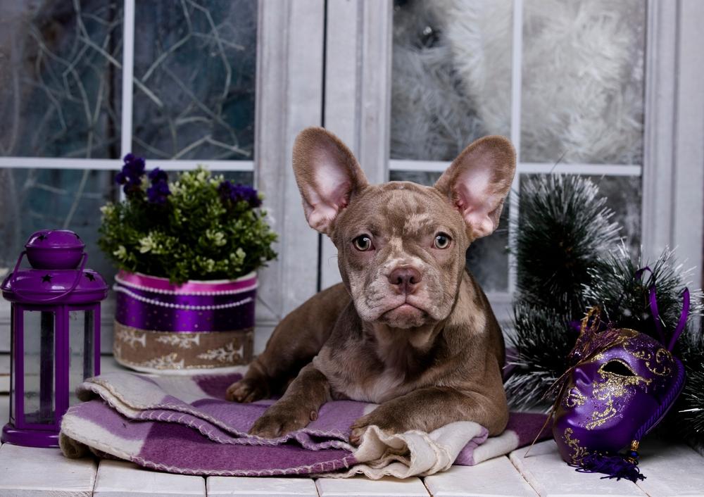 Редкие окрасы французских бульдогов: коричневый Редкие окрасы французских бульдогов: коричневый