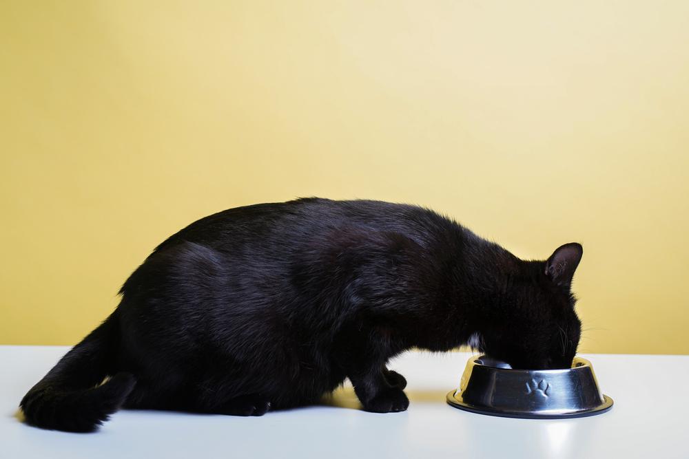 Объем порции для беременных и кормящих кошек