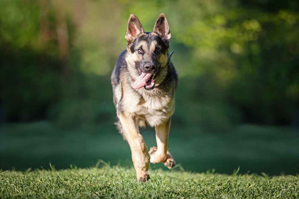 Важно знать, сколько длится беременность у большинства немецких овчарок