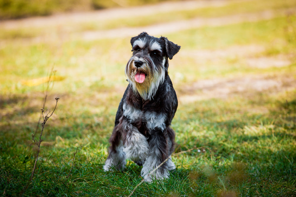 Важно знать, сколько живут цвергшнауцеры в норме