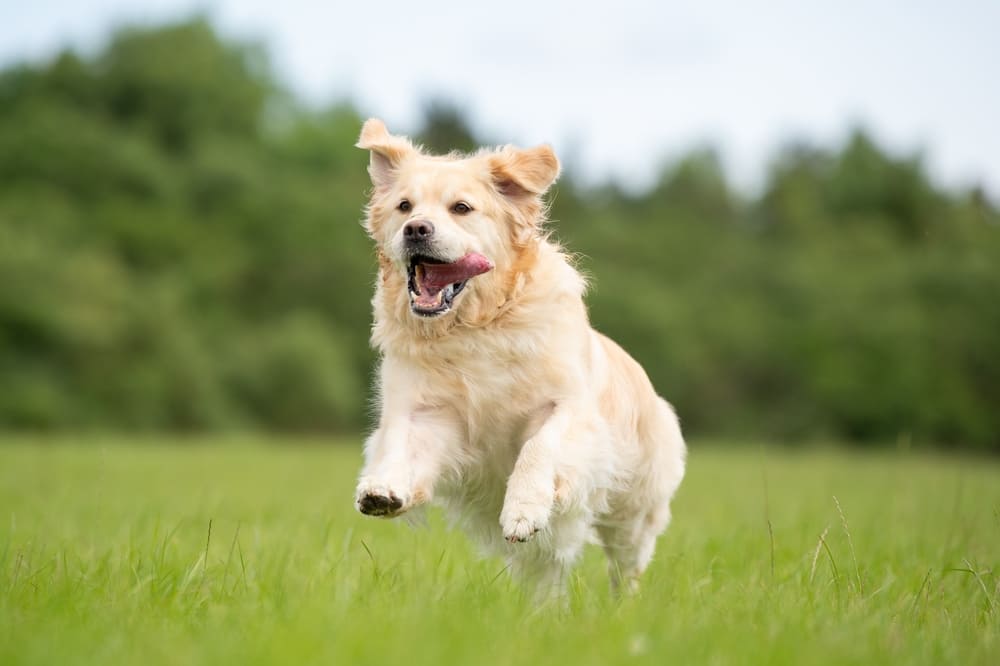 Можно определить, сколько весит золотистый ретривер по человеческим меркам
