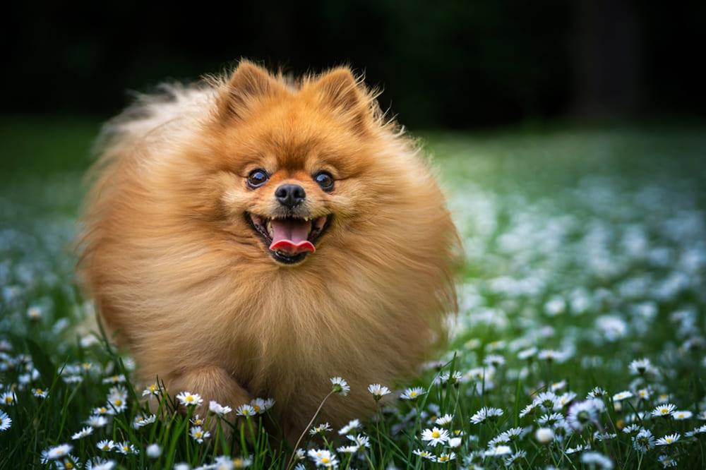 Померанские шпицы рожают около 3 детенышей