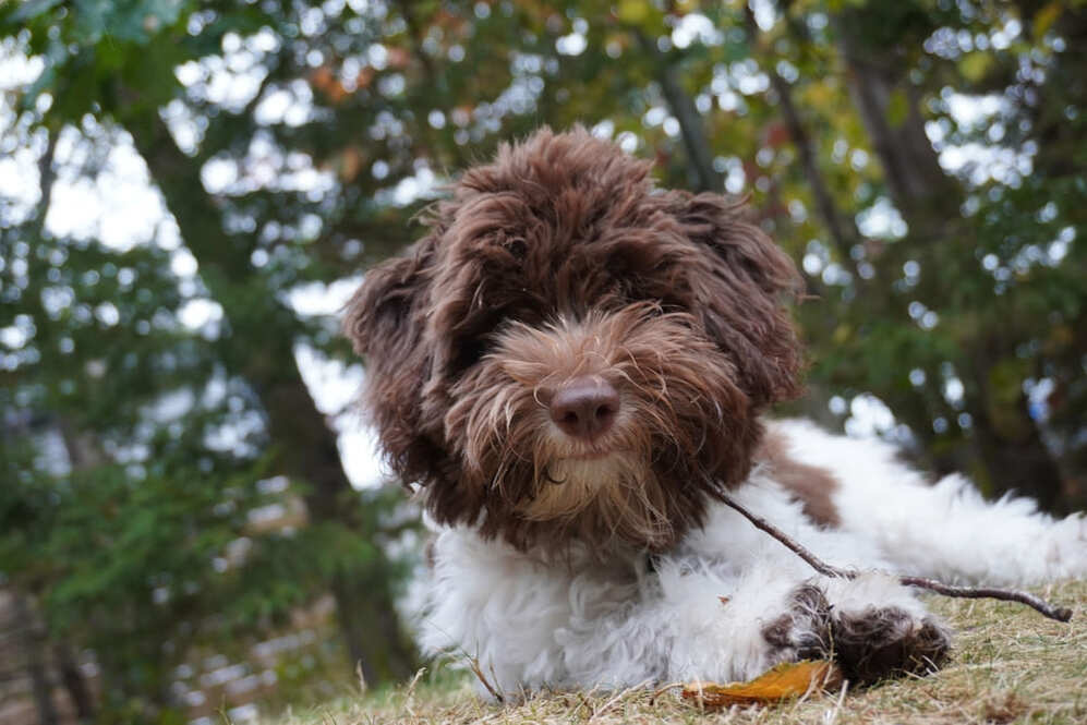 Лаготто романьоло нуждается в прогулках