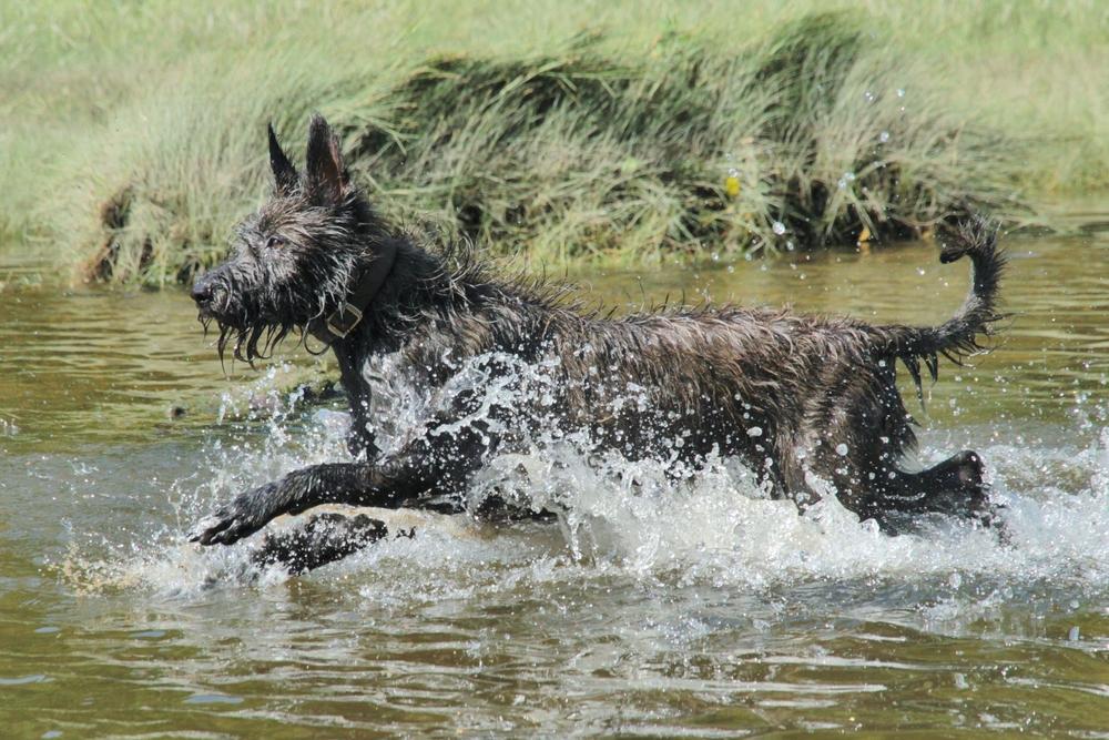 Воспитание и дрессировка пикардийской овчарки