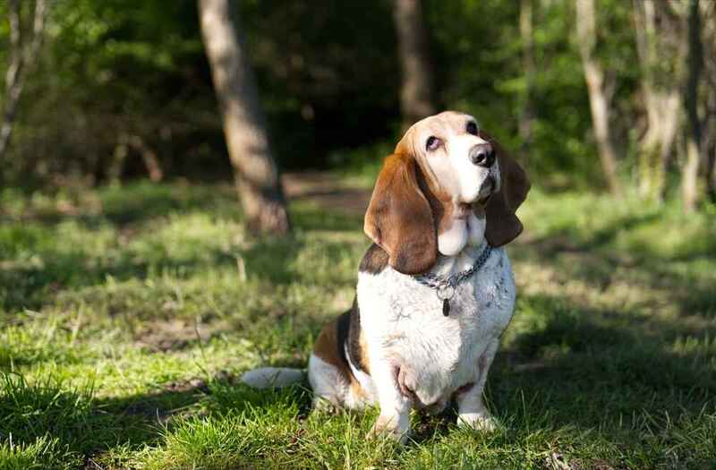 Вес бассет-хаунда может увеличиваться