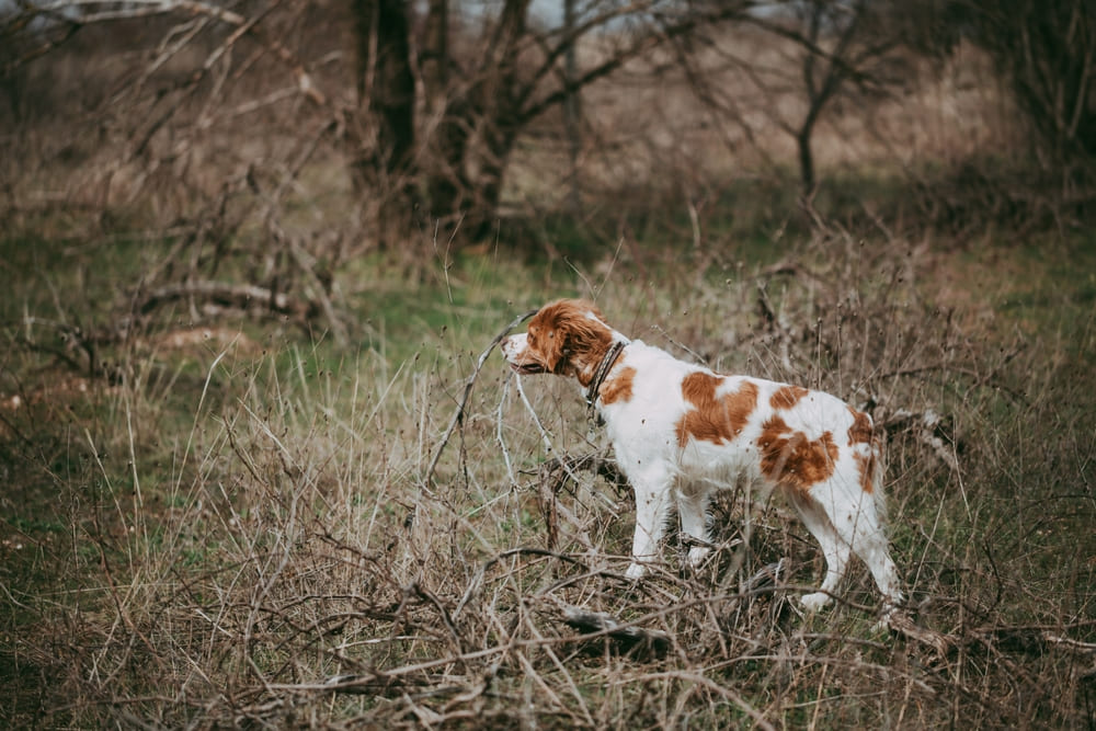 Бретон эпаньоль любит детей
