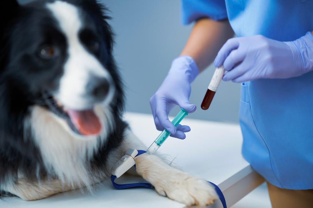 Как узнать группу крови у собак