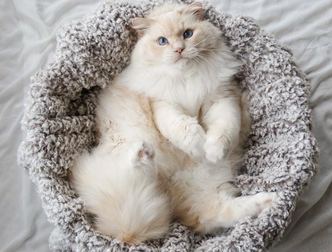 Темперамент персидской кошки