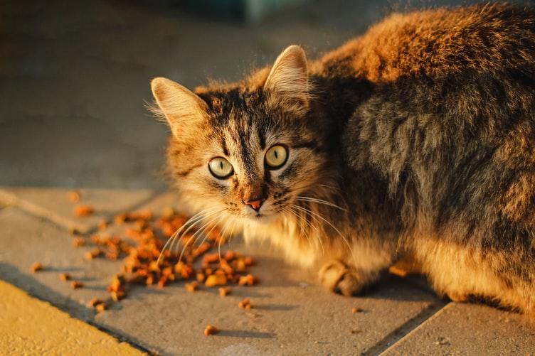 Смена корма как причина потери аппетита у кошки