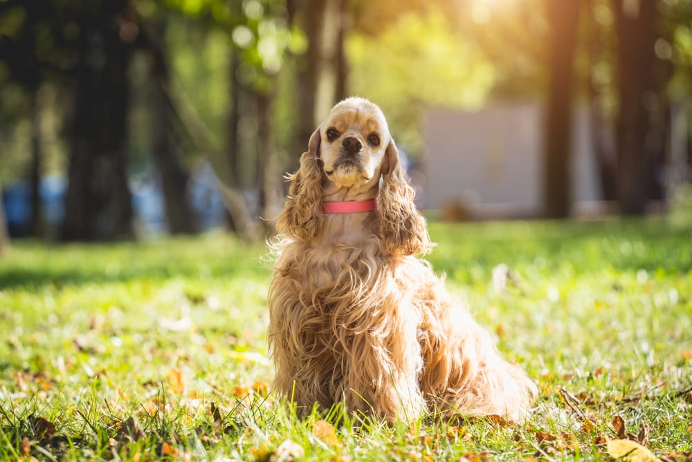 Приобретать американского кокера нужно у проверенного заводчика