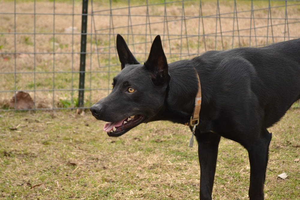 Порода собак австралийский келпи нуждается в правильном питании