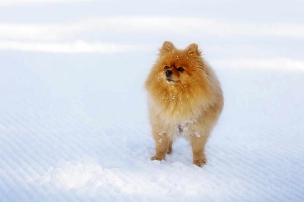 Рыжий шпиц на снегу