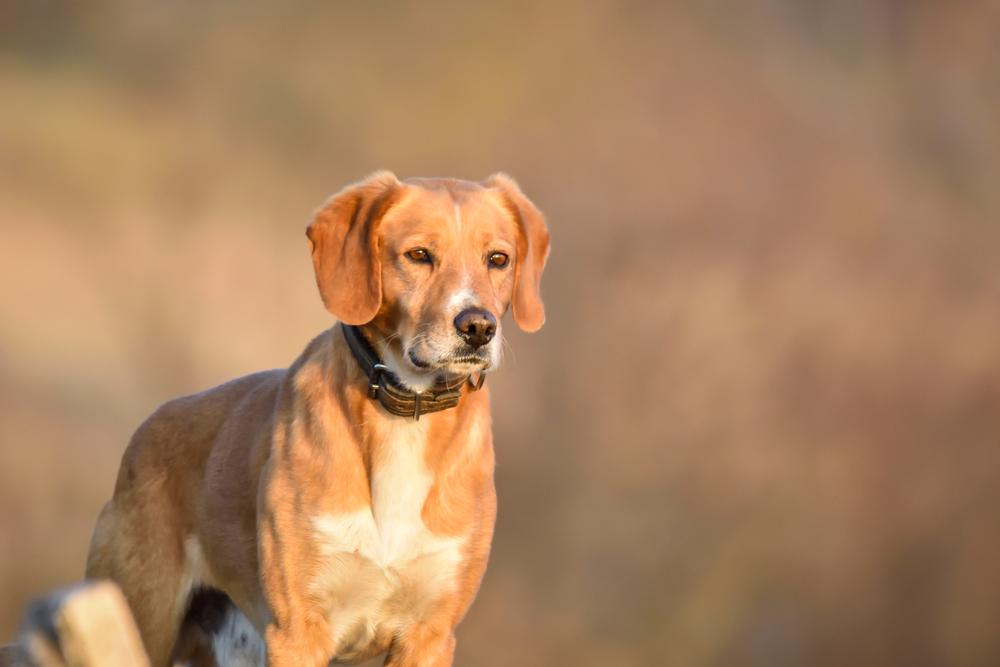 Характер харьера