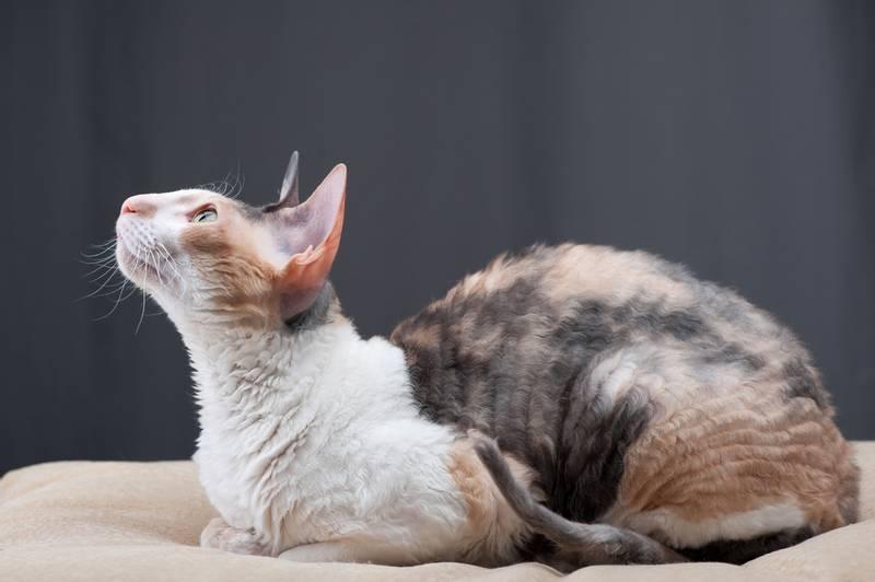 Кудрявые породы кошек: корниш-рекс