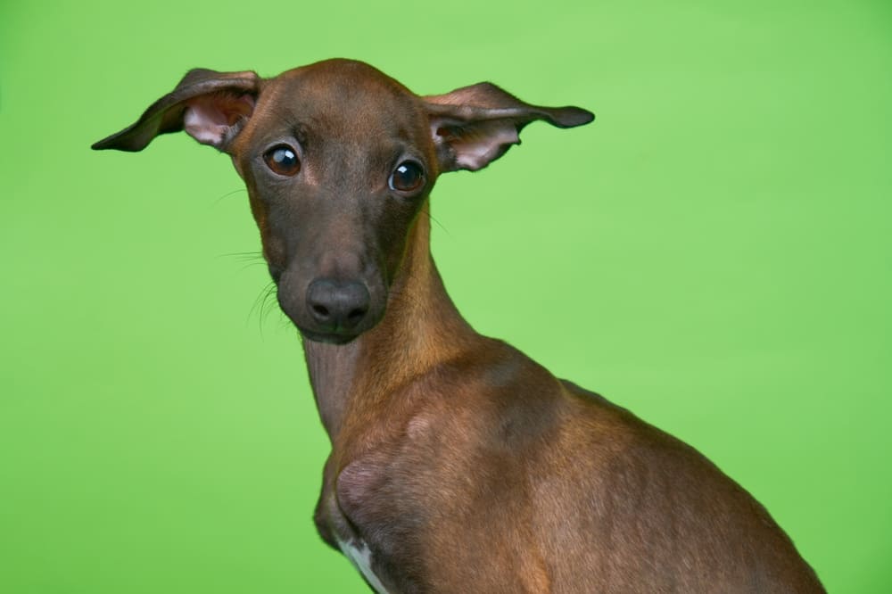 Сколько должна весить левретка в норме?