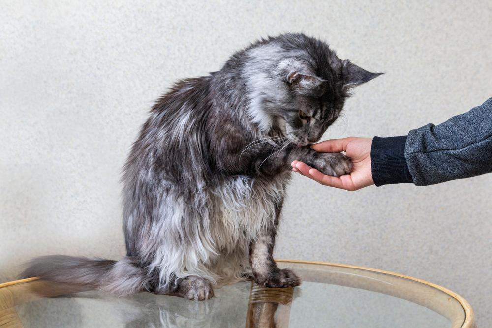 Как научить кота давать лапу