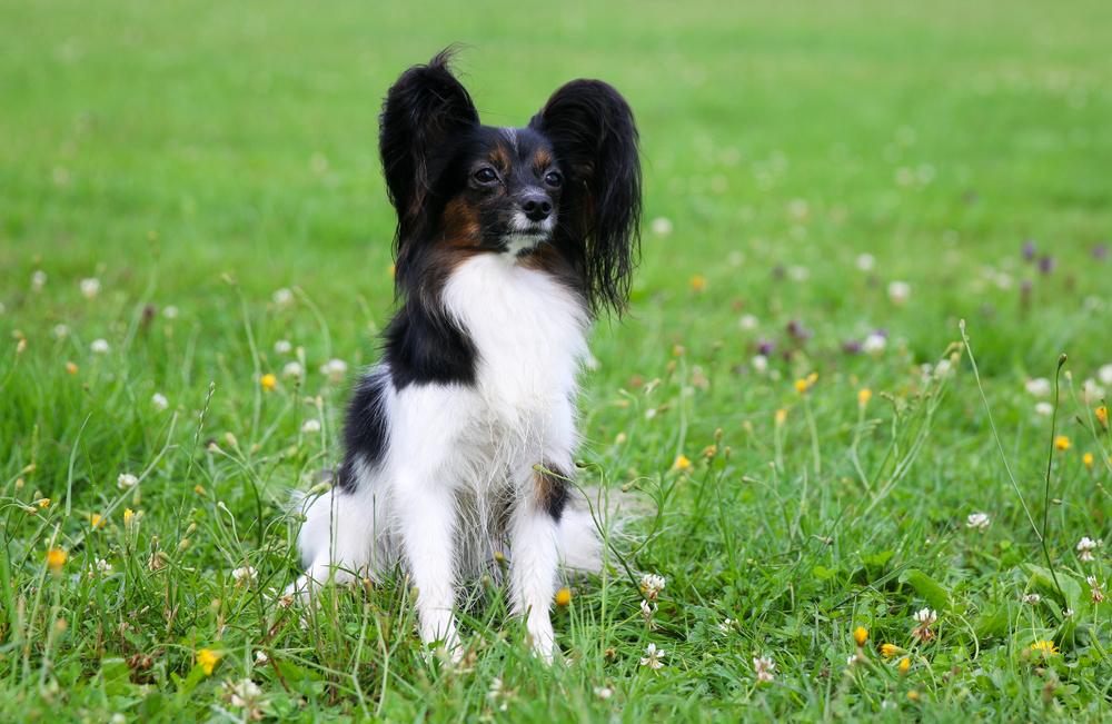 Самые здоровые маленькие породы собак: континентальный той-спаниель