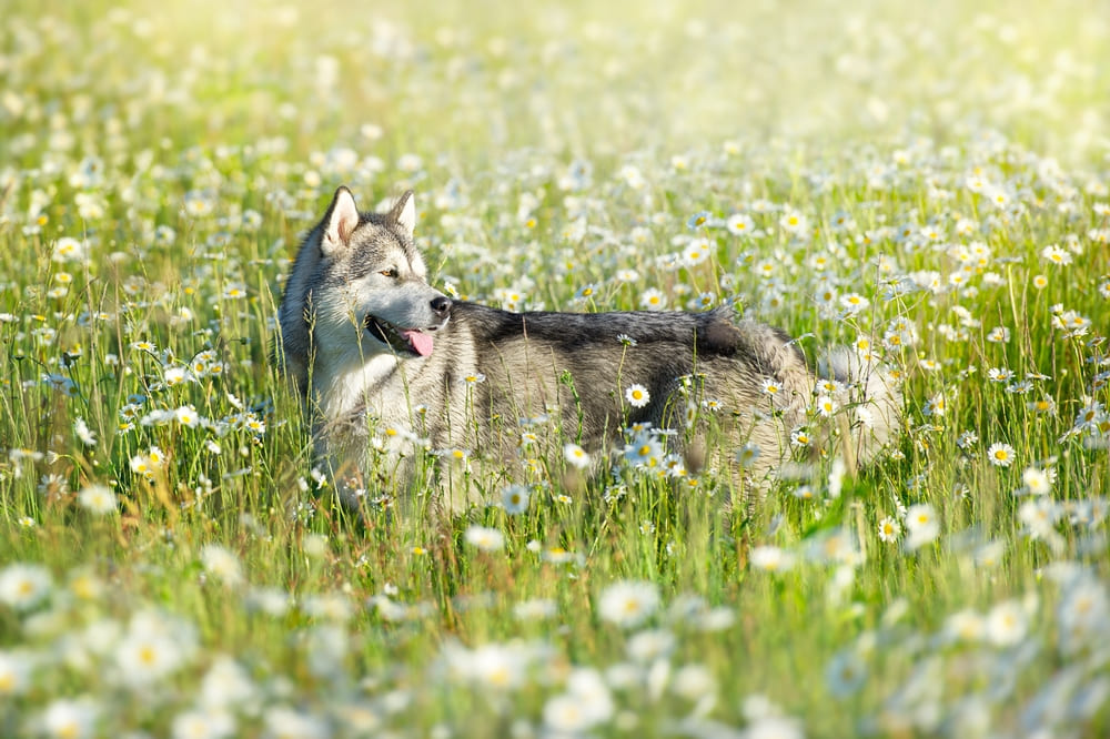 У аляскинских маламутов есть характерные болезни
