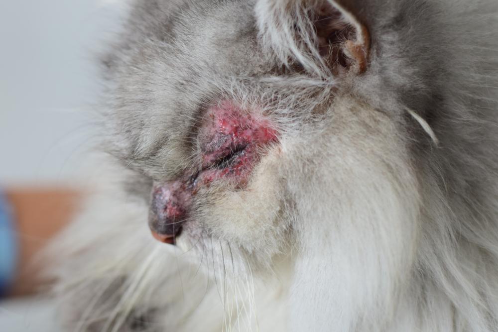 Что такое атопия у кошек Что такое атопия у кошек