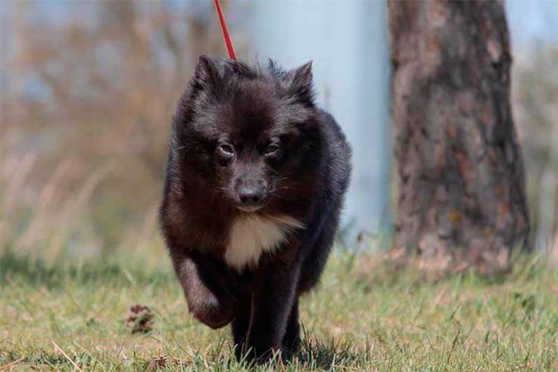 Выгул и активность ненецкой лайки