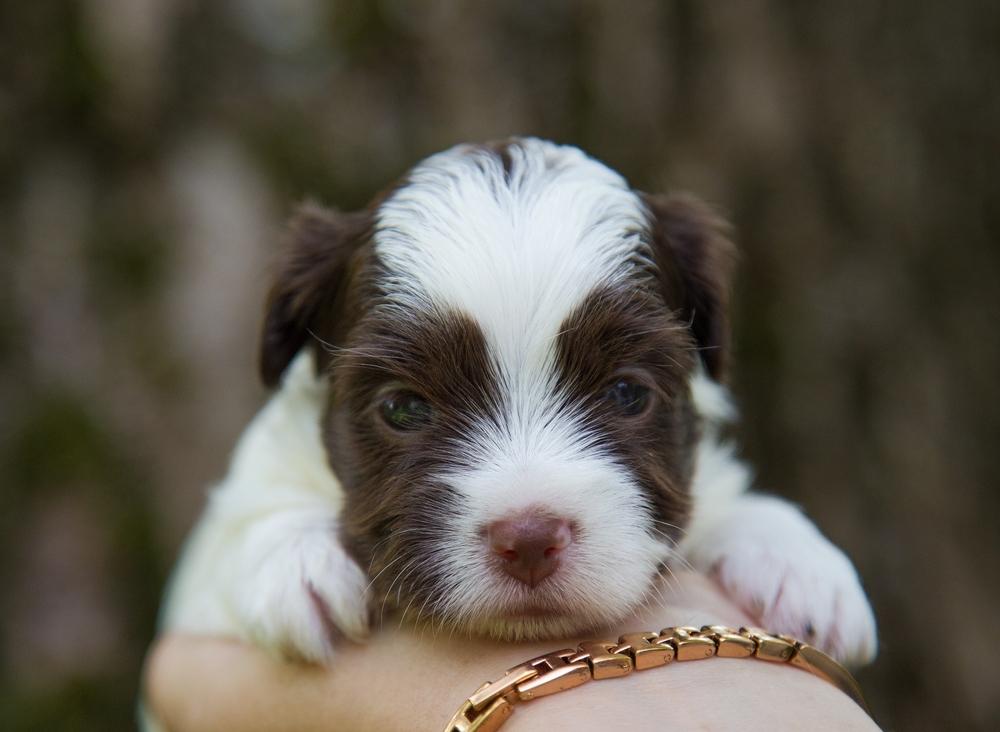 Советы по выбору щенка биро-йоркширского терьера 