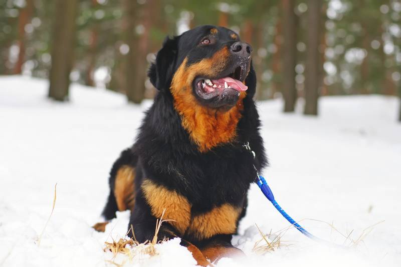 Виды породы волкодав: бурят-монгольский волкодав