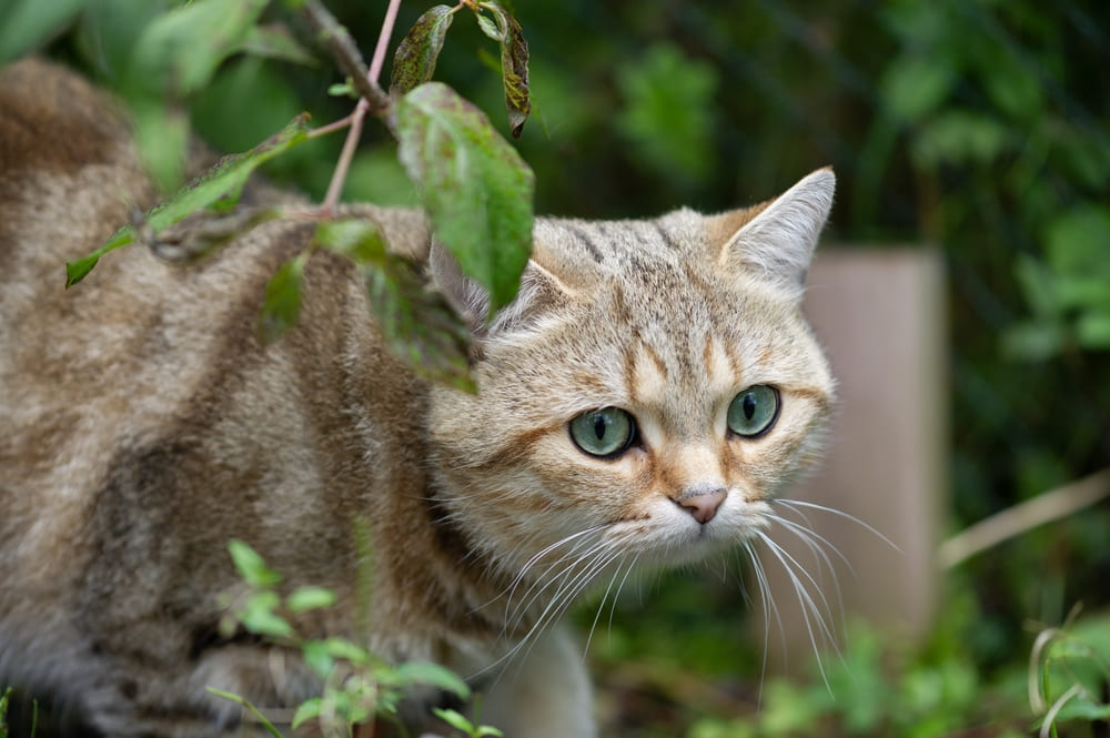 Гигиена влияет на то, сколько живут британские кошки