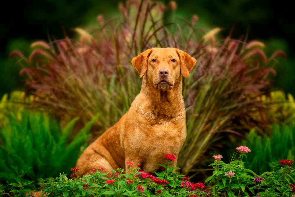 Чесапик-бей-ретривер отличается общительностью