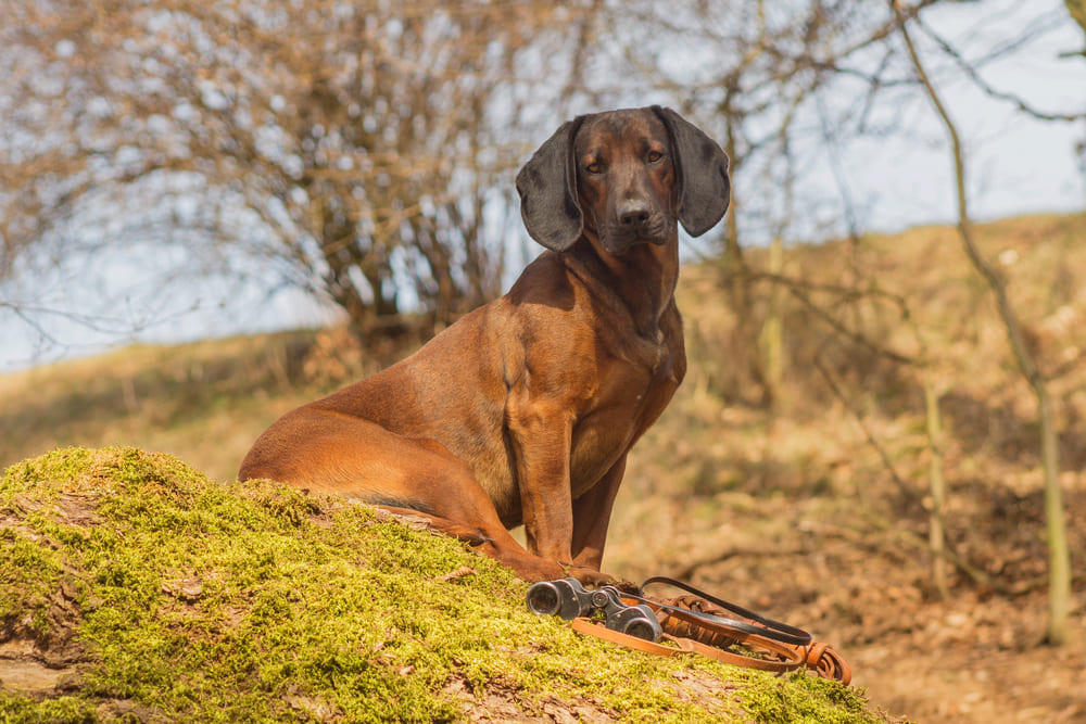 Питание баварской горной гончей должно быть сбалансированным