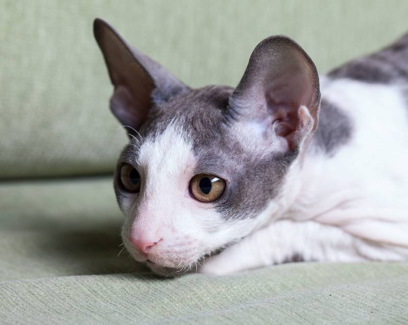 Самые ушастые кошки: рекс