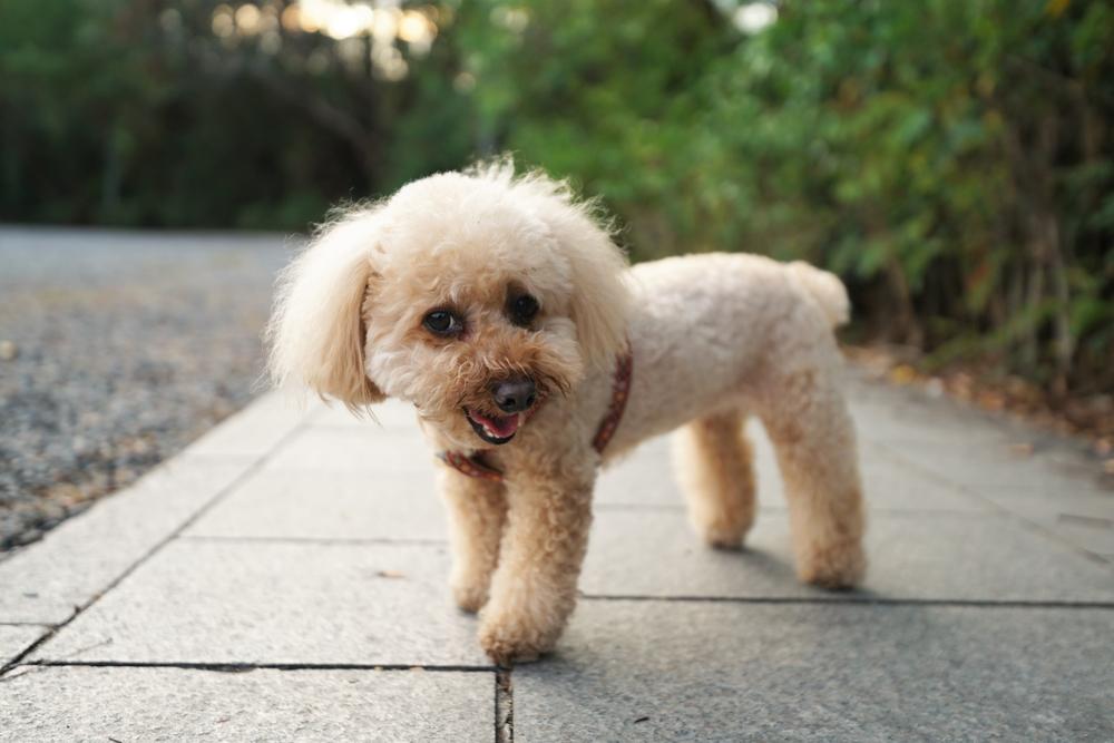 Как назвать той-пуделя