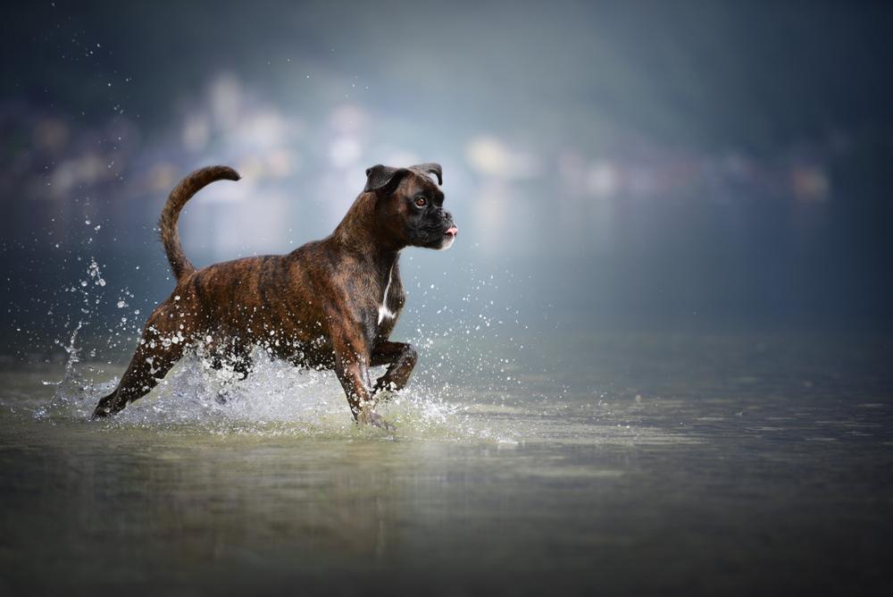 Выгул и активность немецкого боксера