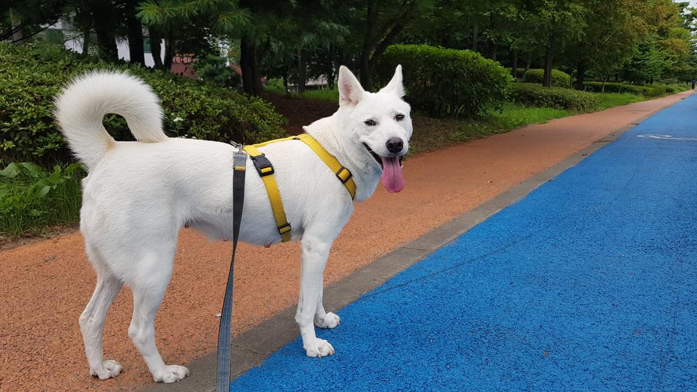 Содержание корейского чиндо