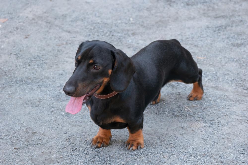 Как можно владельцу назвать таксу-мальчика?