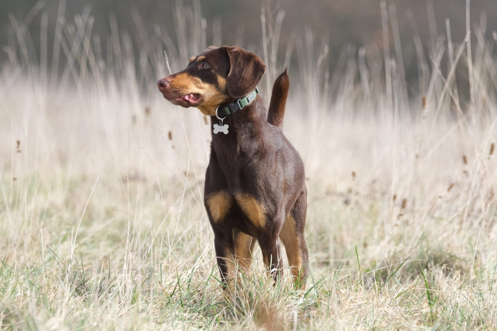 Вот как выглядит порода доберман