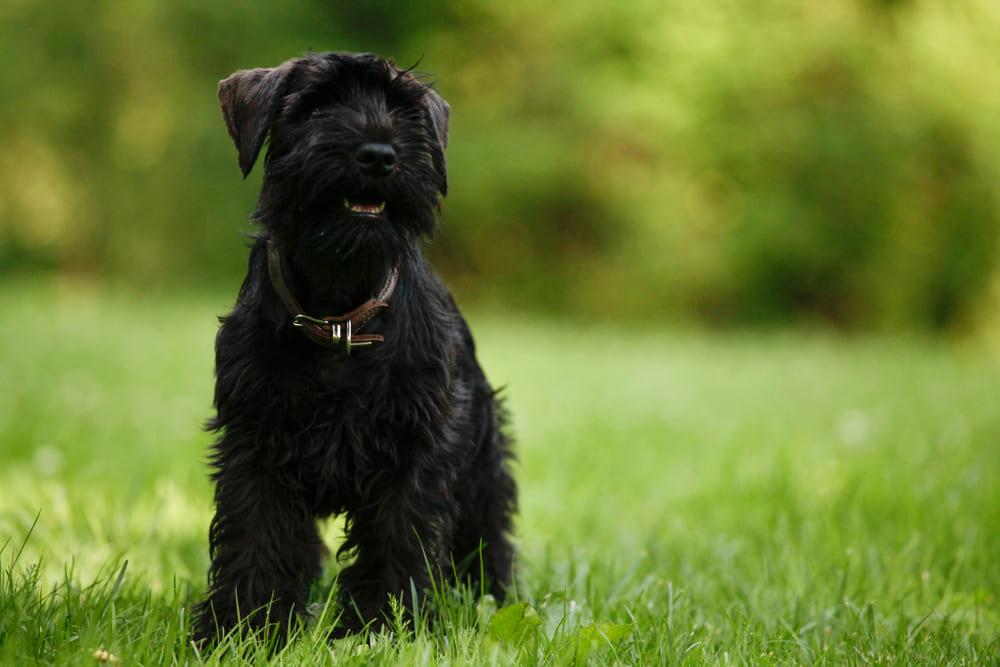Болезнь цвергшнауцера может не поддаваться лечению