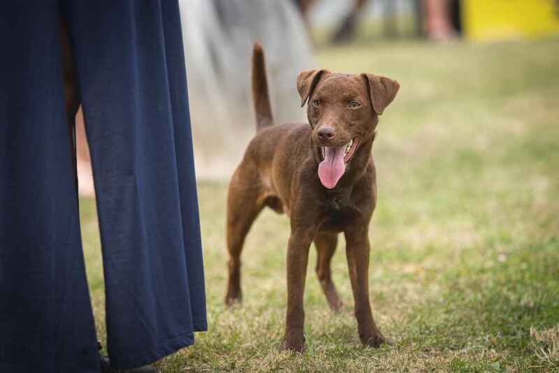 Паттердейл-терьер имеет крепкий иммунитет