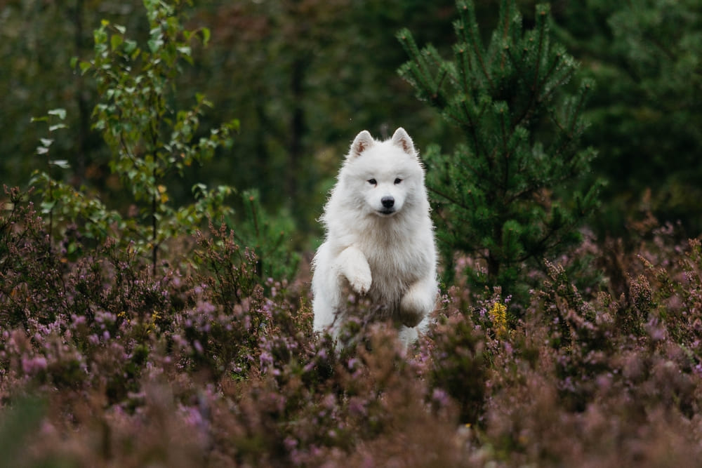 Беременность самоеда длится около 65 дней