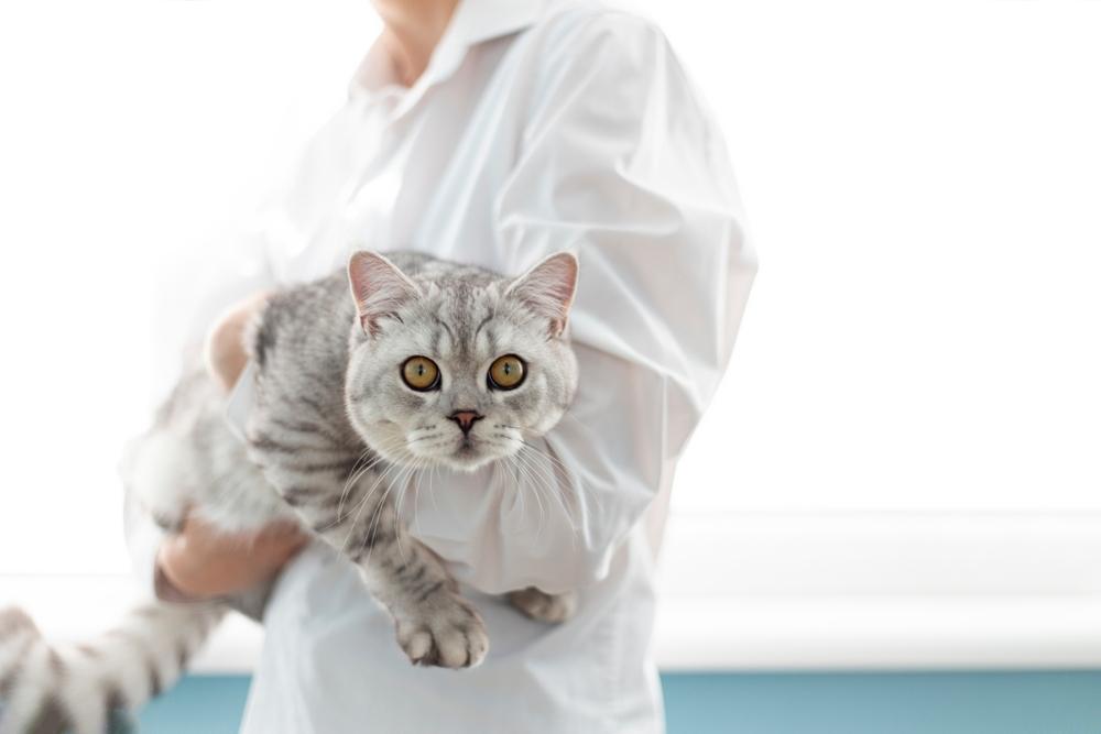 Как закапать глаза кошке Как закапать глаза кошке