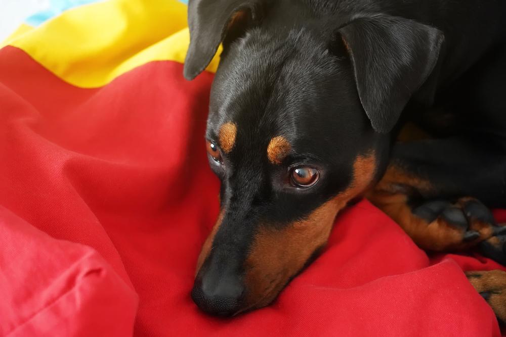 как купить щенка немецкого пинчера