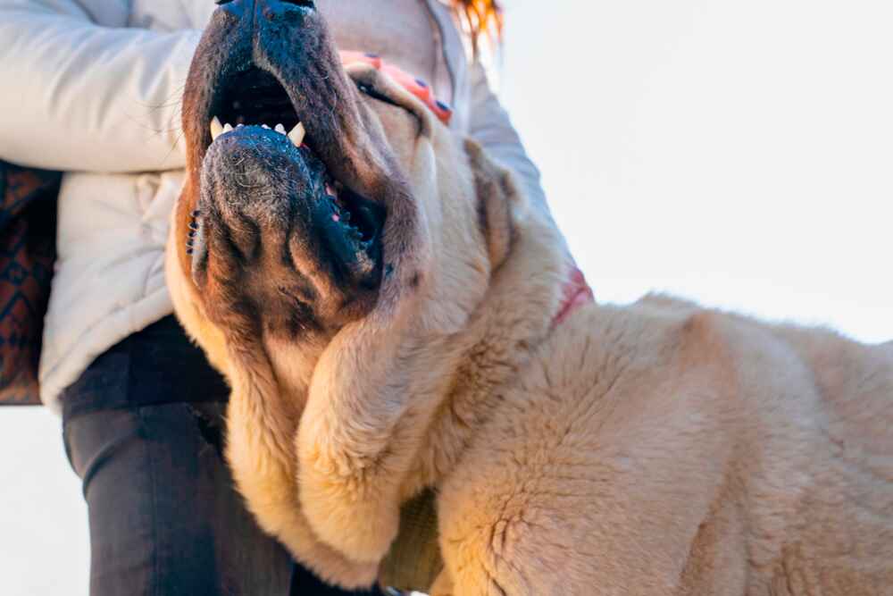 Турецкий кангал нуждается в уходе за когтями