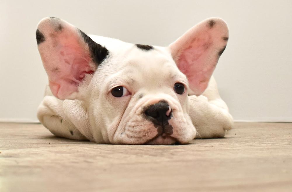 Как выбрать щенка белого французского бульдога?