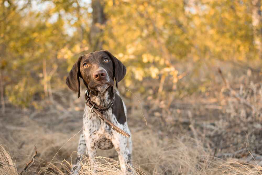 Уход влияет на то, сколько может прожить курцхаар