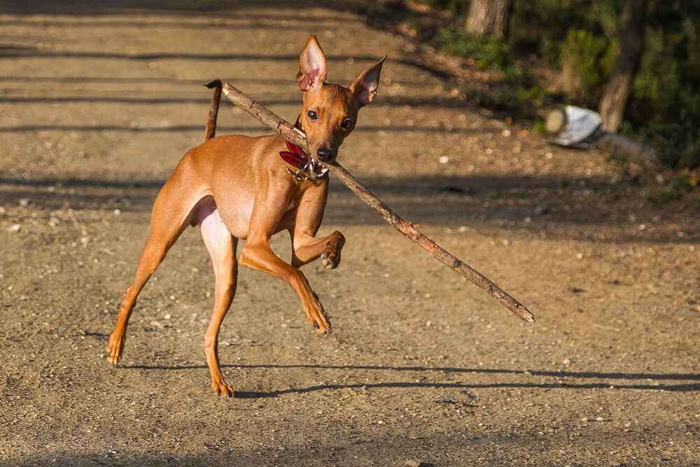 Владельцу важно понимать, сколько этапов взросления проживают левретки