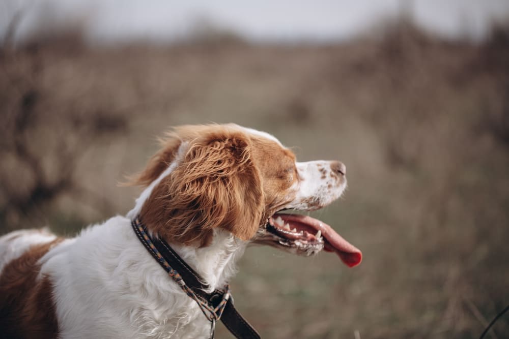 Бретонский эпаньоль отличается активностью
