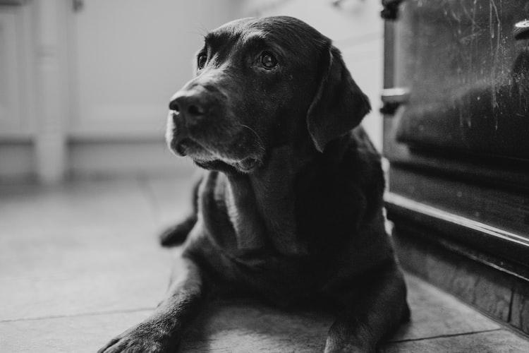 Диета для собак с хронической почечной недостаточностью