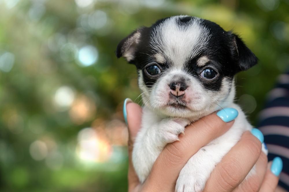 Советы по выбору щенка чихуахуа типа кобби