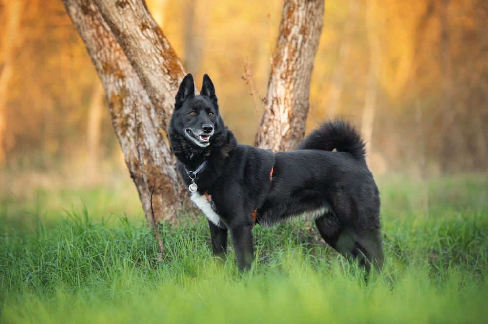 Питание влияет на то, сколько весит лайка